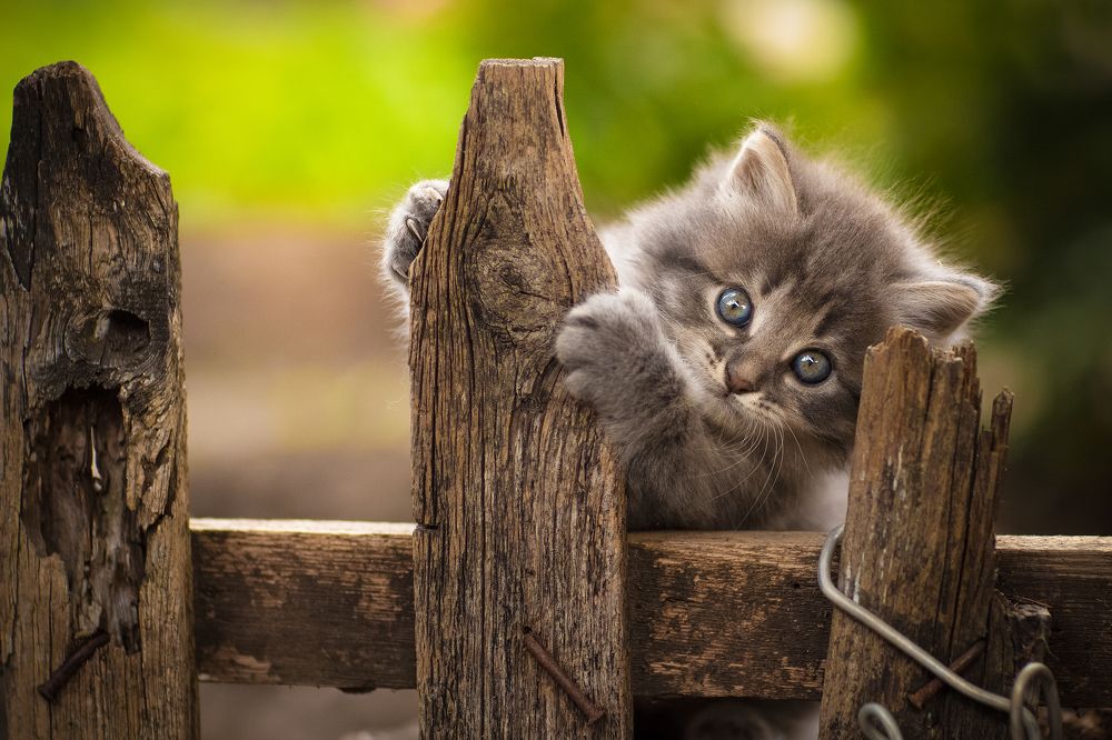 Фотография автора Коротун Юрий