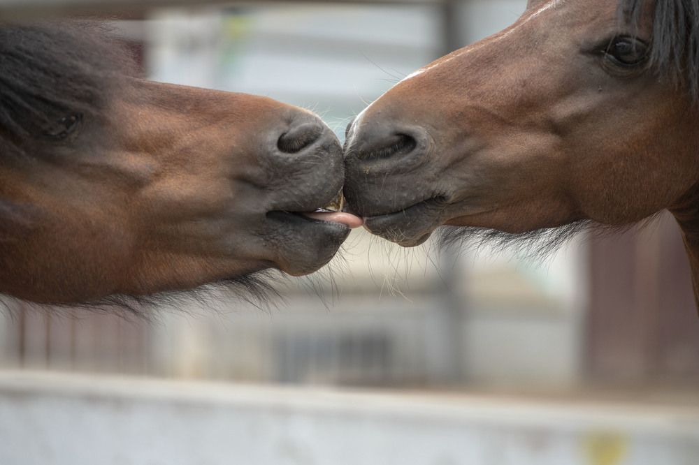 Photograph by Elena Kostochkina