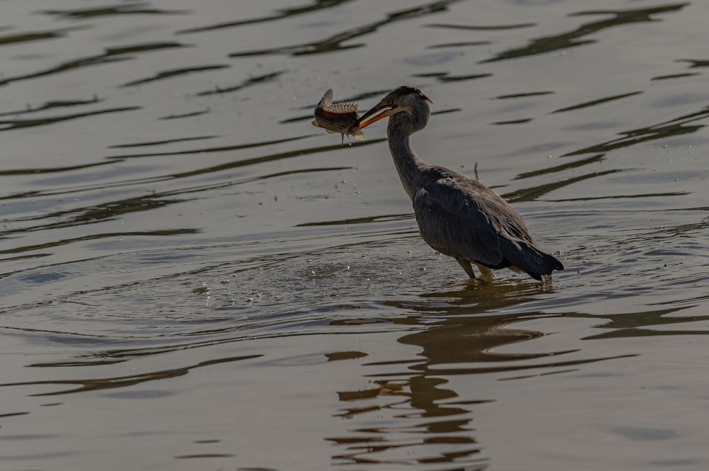 Удачная рыбалка