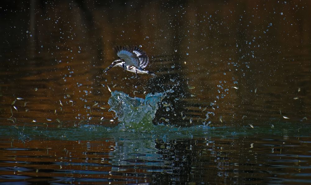 Graceful Hunter: The Pied Kingfisher's Dive