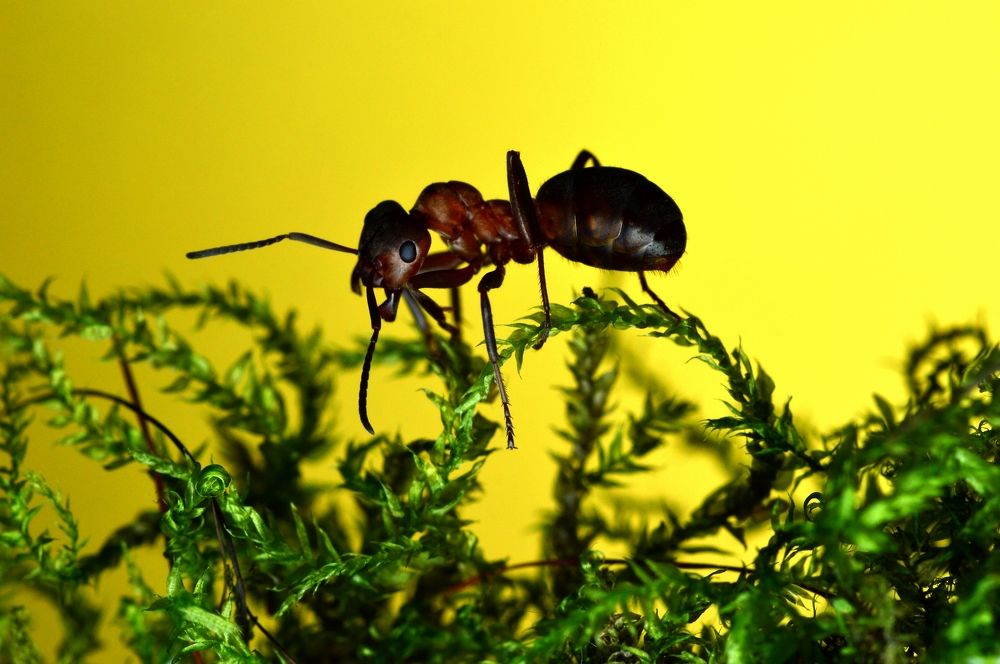 Муравей тонкоголовый