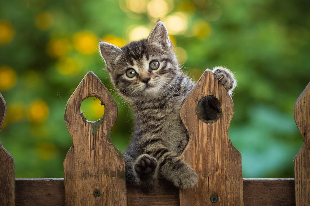 Фотография автора Коротун Юрий