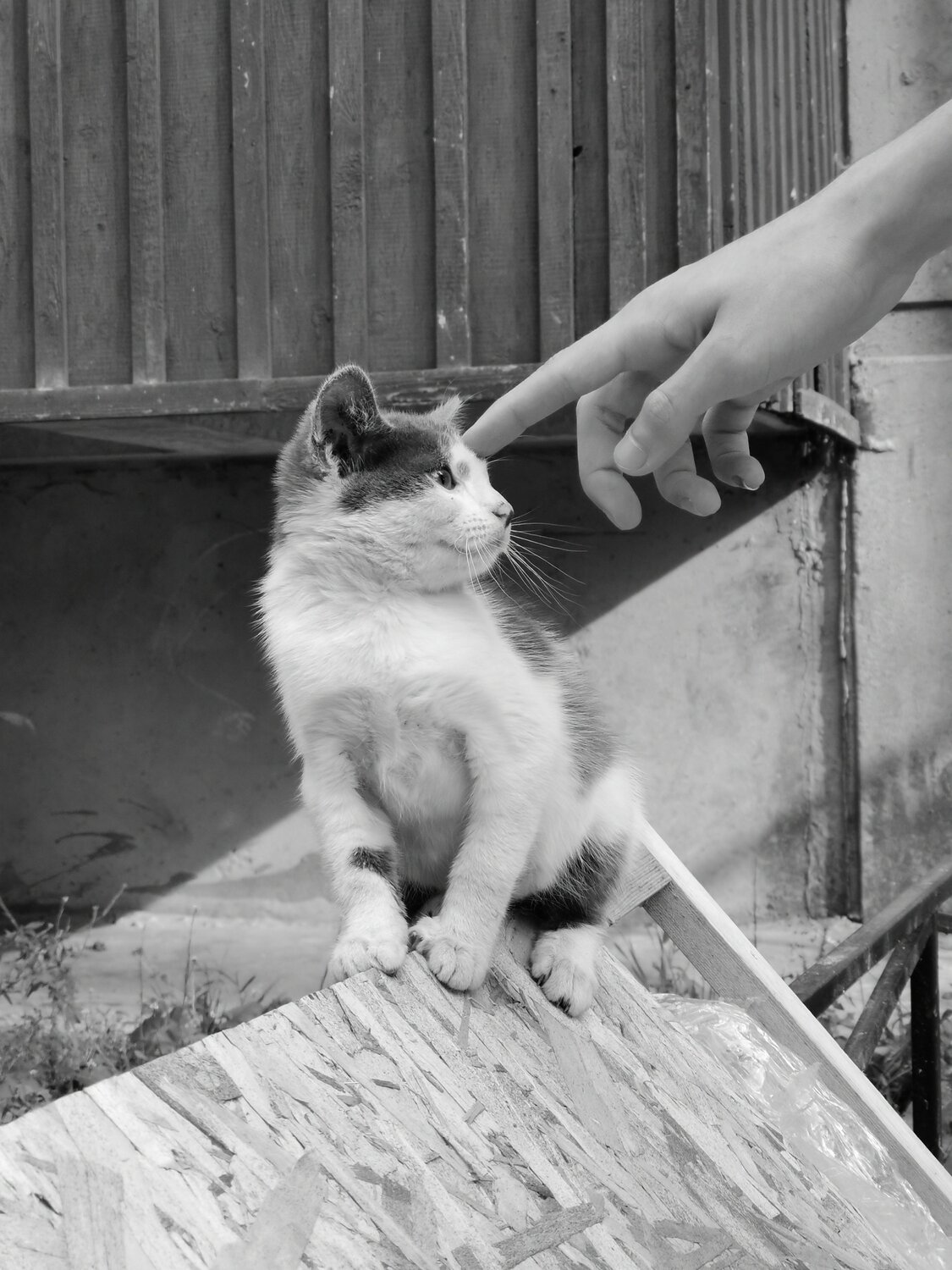 Photo #10357303