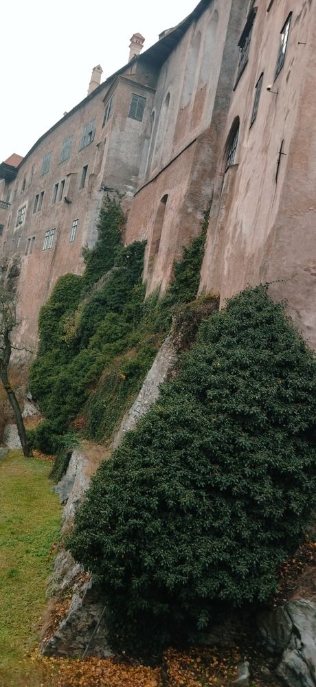 Стена замка с плющом. Чешский Крумлов