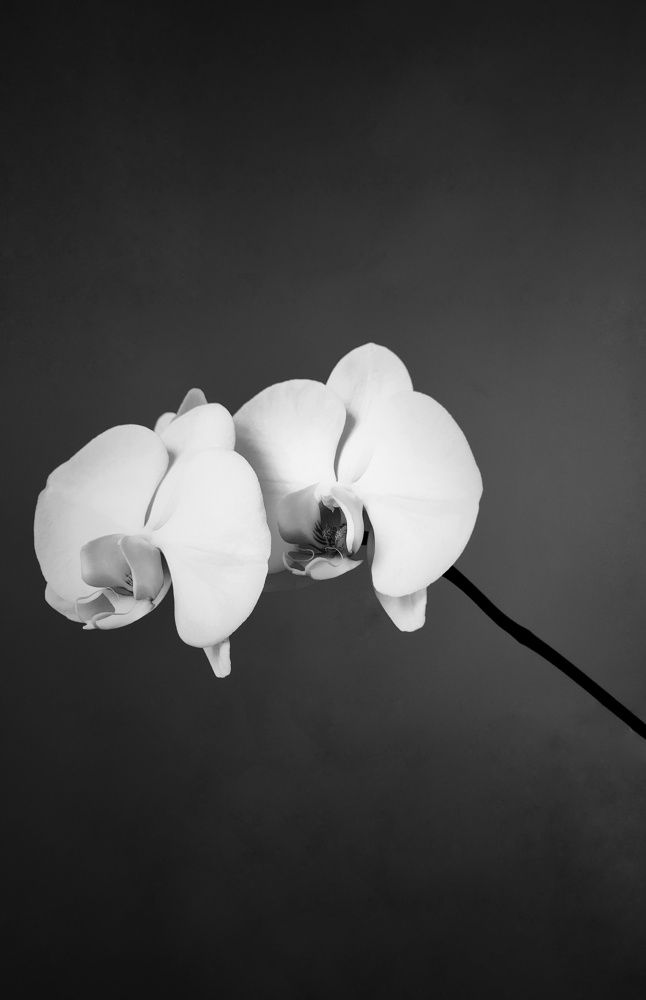 Photograph by Mina Mamdouhi