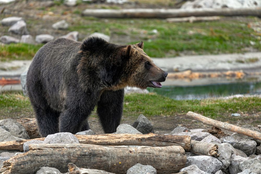 Фотография автора Brian Kinghorn