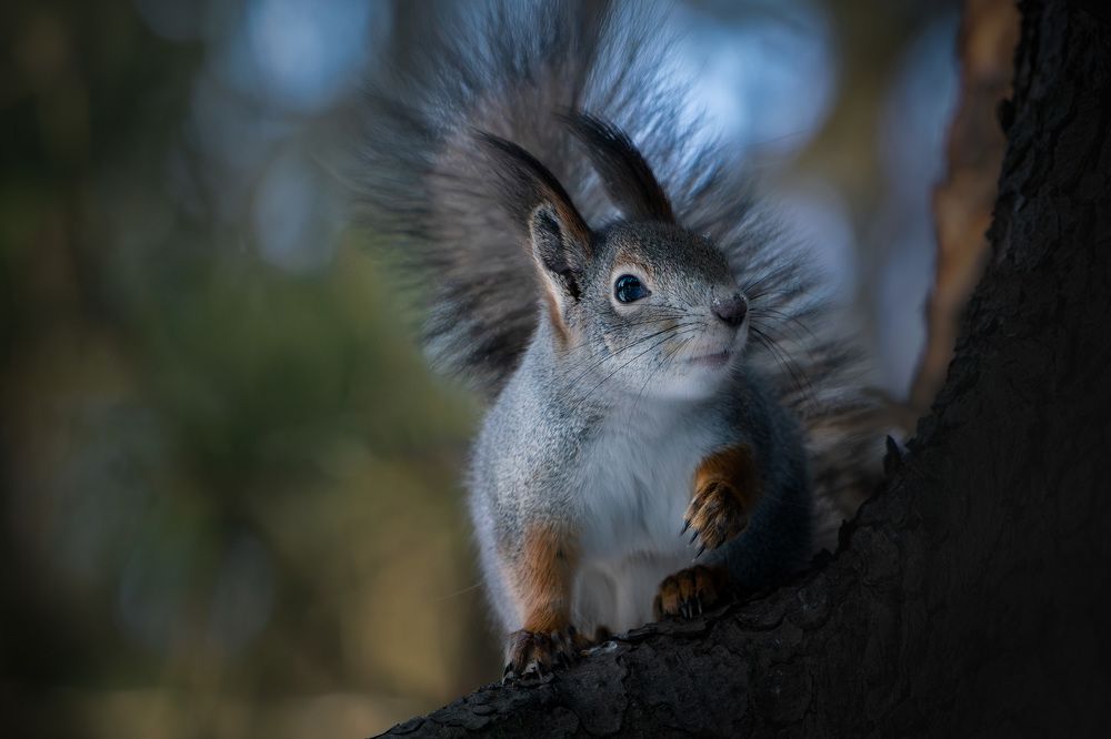 Фотография автора Владимир Коровяковский