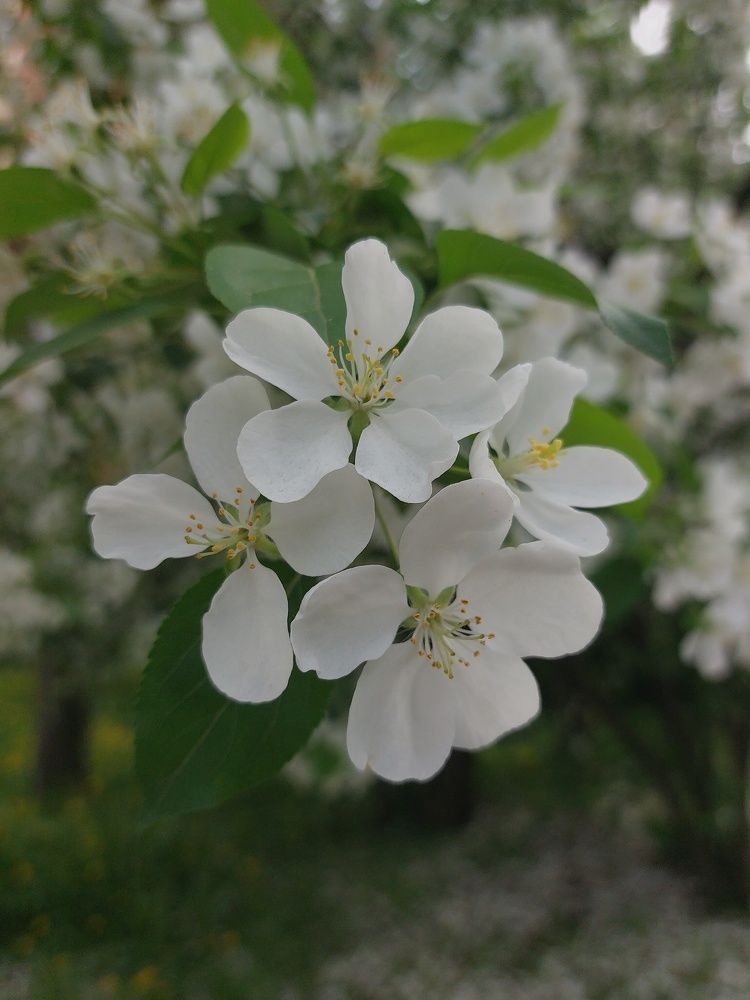 Photograph by Елена Ельчанинова