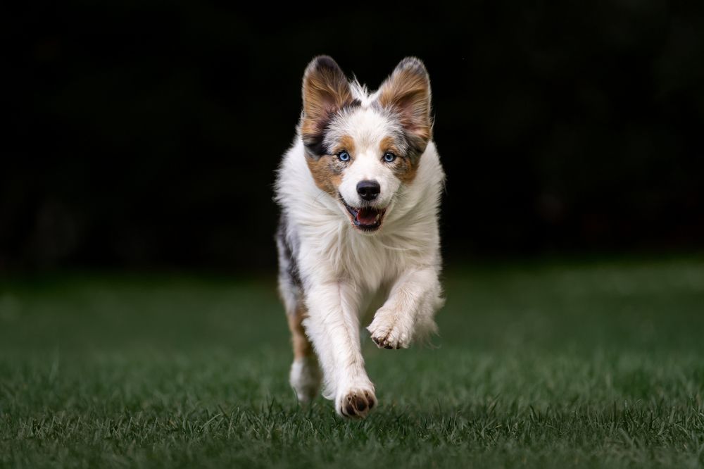 Фотография автора Krisztián Csalami