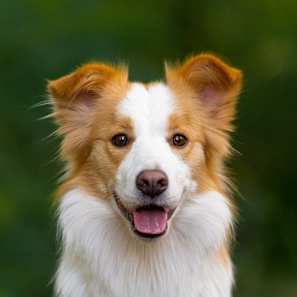 Фотография автора Krisztián Csalami