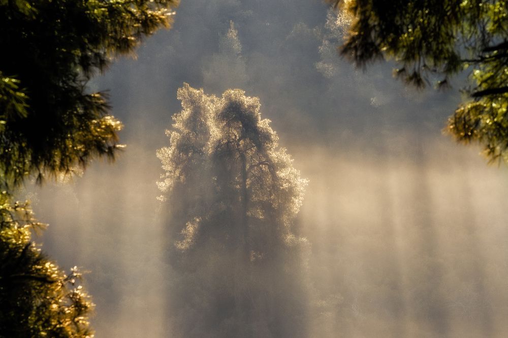 Туман на рассвете