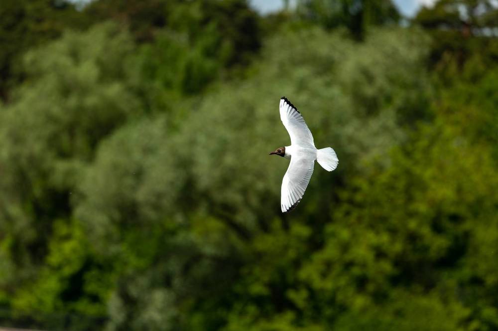 "Состояния чайки"