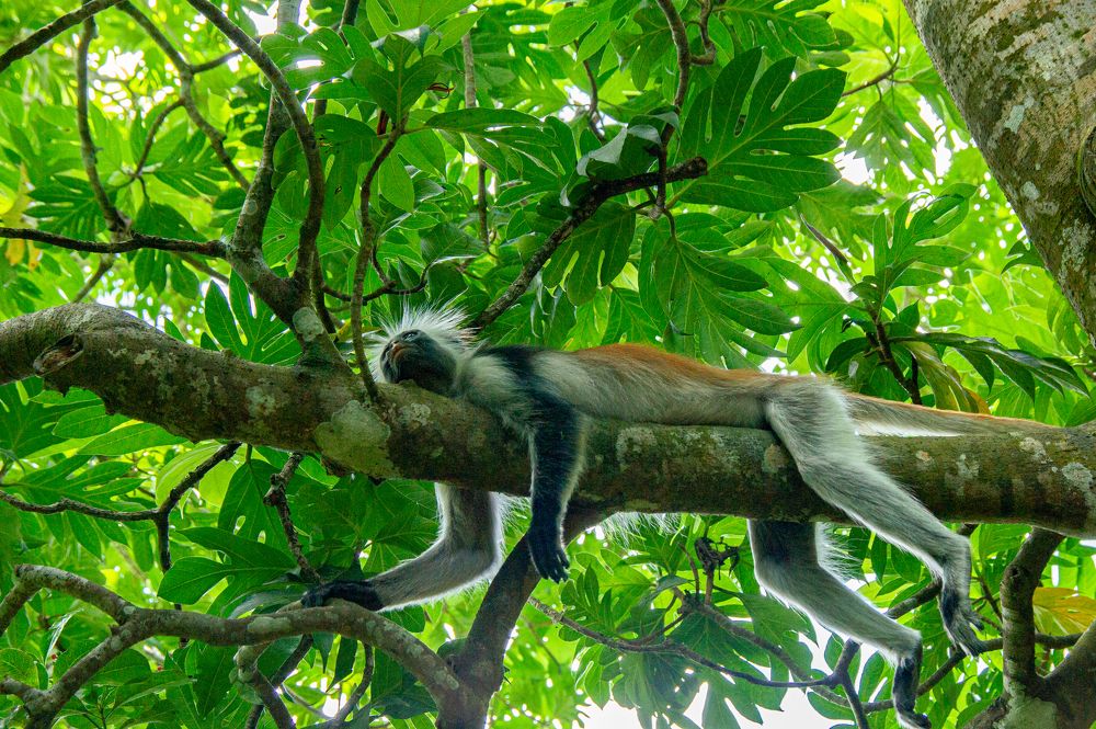 labor has made a tired monkey out of a monkey