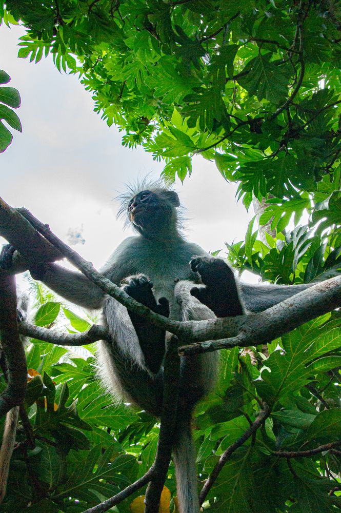Jungle’s model
