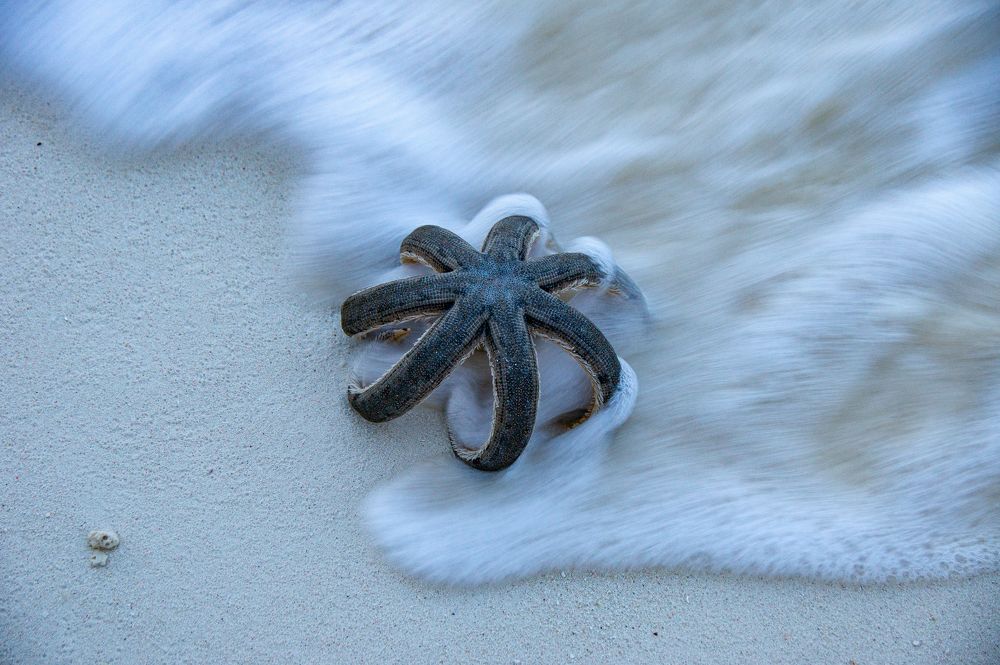 Zanzibar’s Star fish