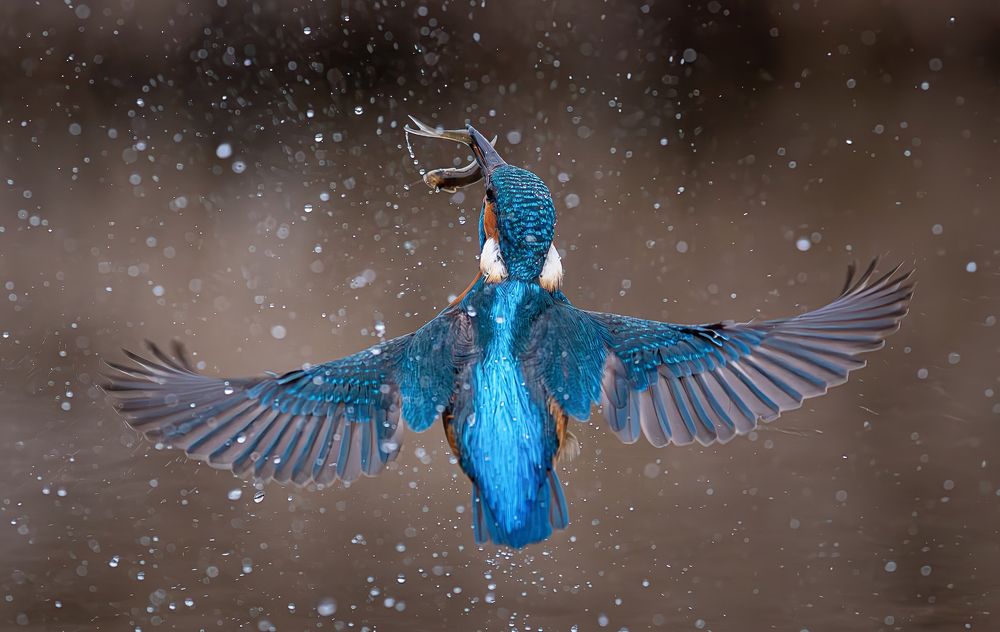 The Azure Hunter: Symmetry of Success
