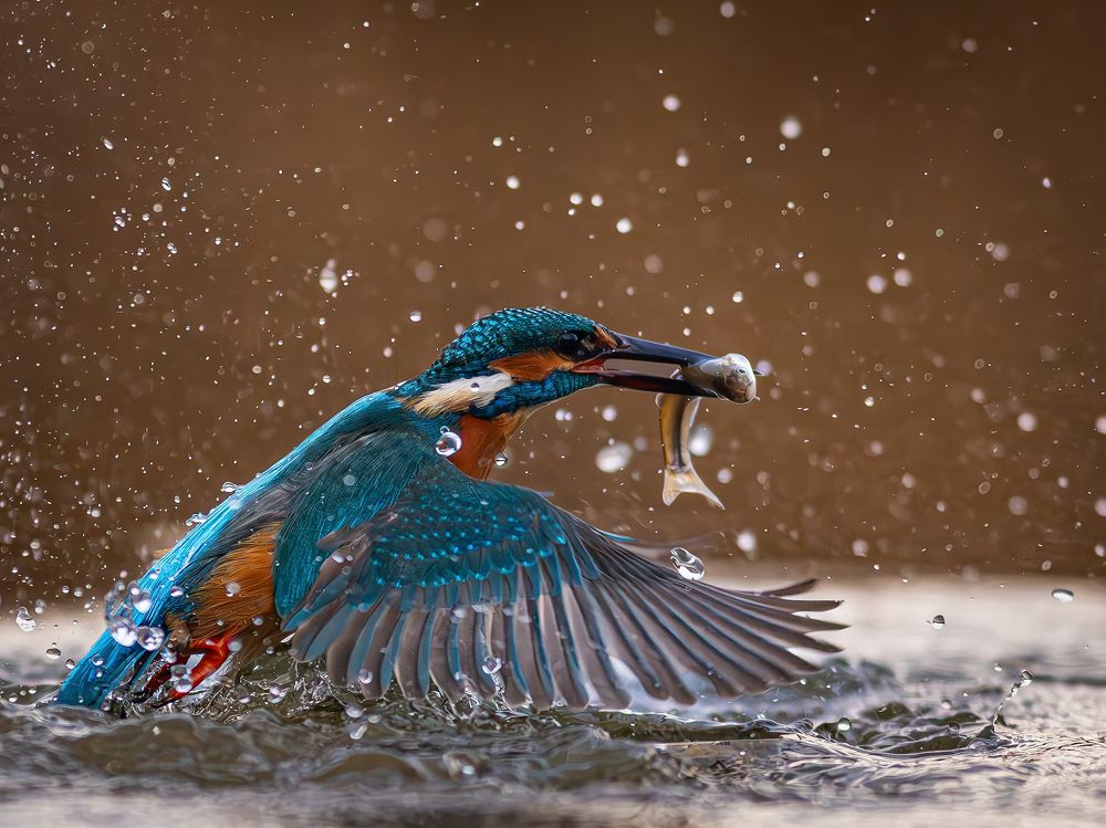 Photograph by Erika Katics