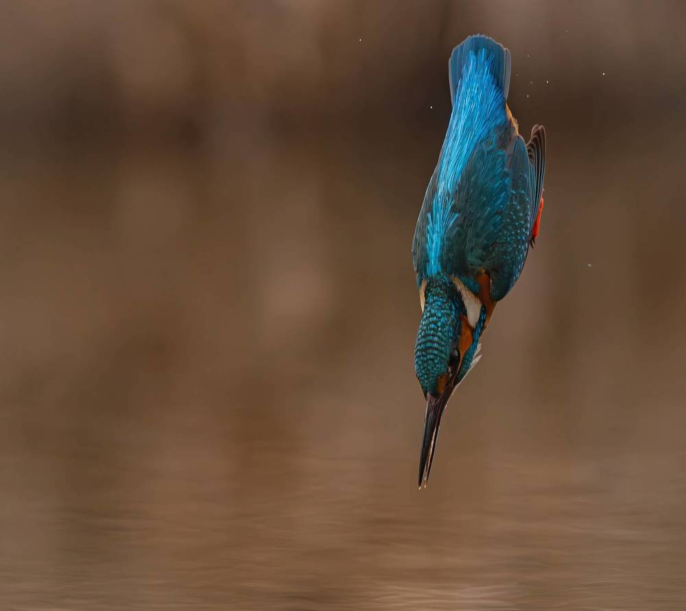 The "blue bird of happiness" is a Kingfisher