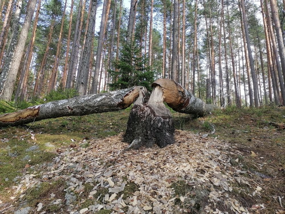 Photograph by Юрий