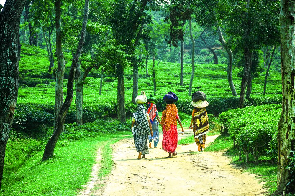 Фотография автора Ajmain Fayek