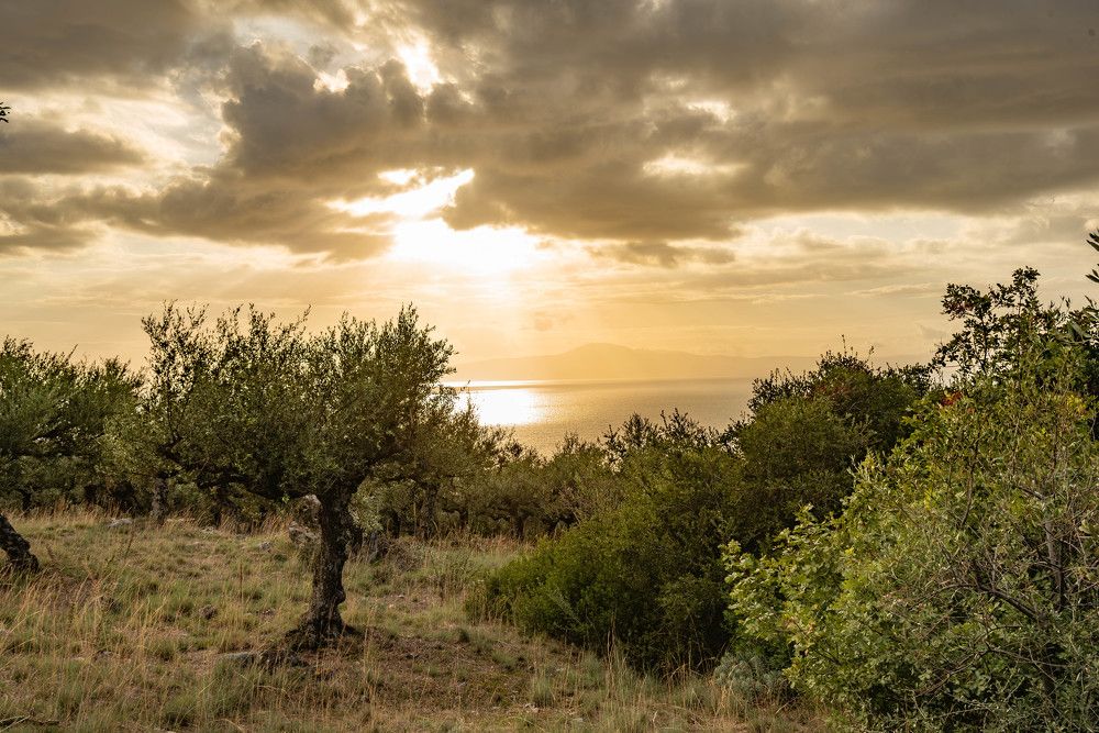 Фотография автора DIMITRIS MPAZIOTOPOULOS