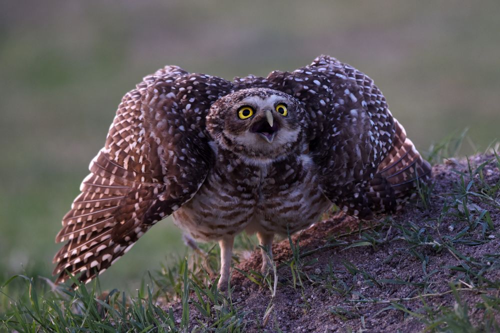 Photograph by SI SABER LOTFI