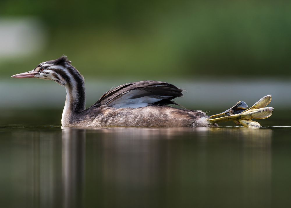 Photograph by Wendy Vanhoudt