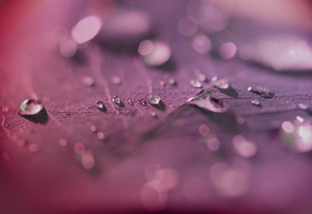 Photograph by Элен Пройс