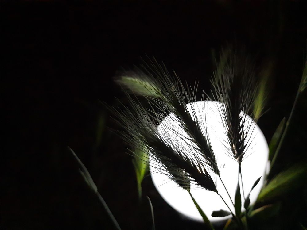 Photograph by Анжелика Гарина