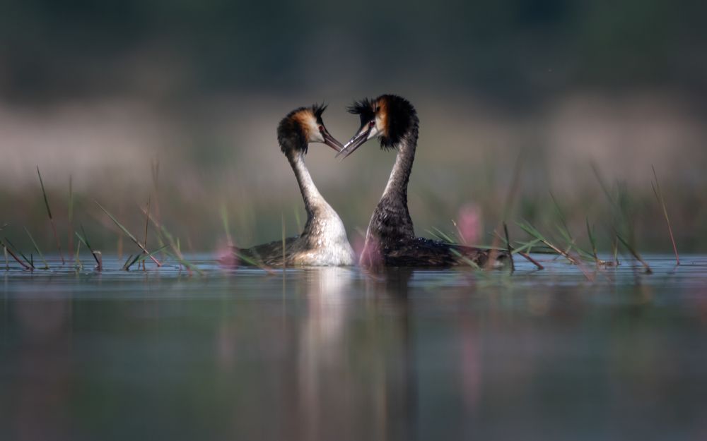 Great crested grebes in love