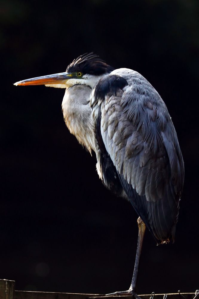 Photograph by Ricardo Vergara