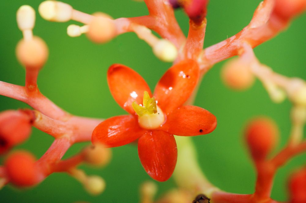 Photograph by Julio Felipe Santo Tomas