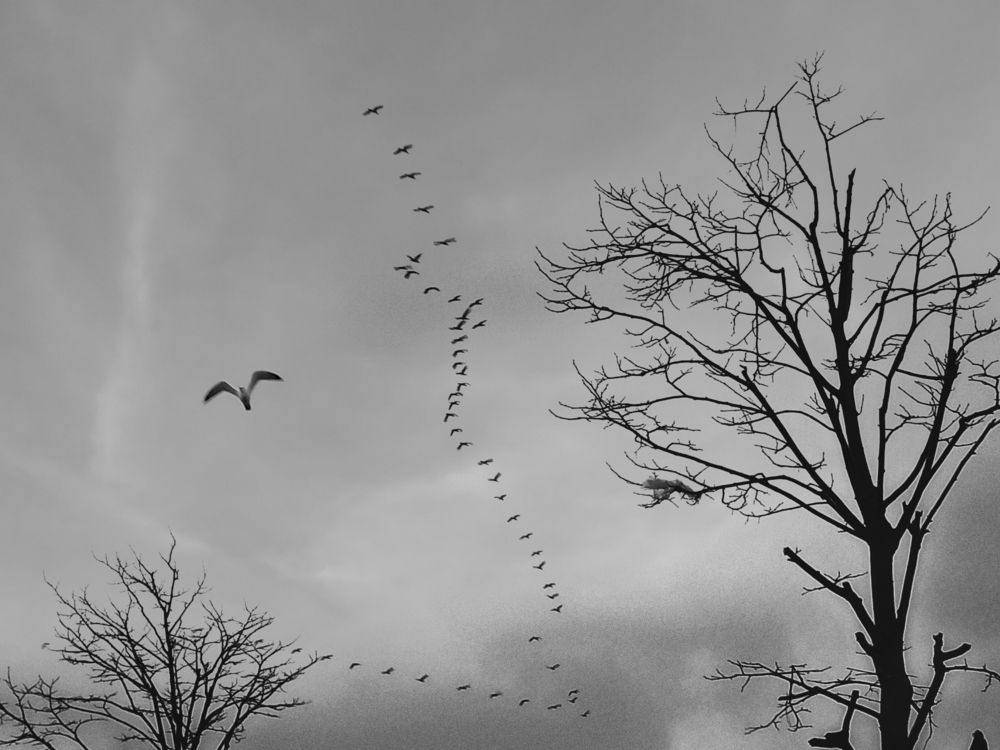 Photograph by Bülent Yazıcıoğlu