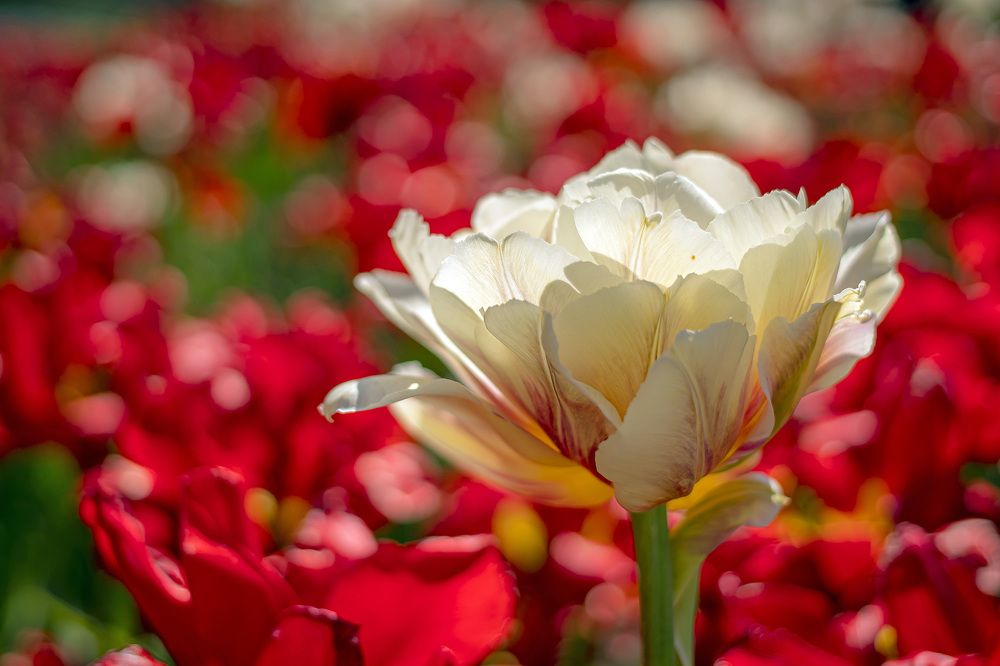 Photograph by Анастасия Белякова