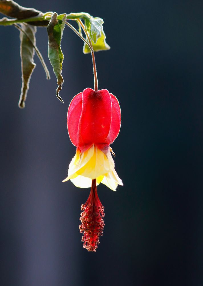 Photograph by Ricardo Vergara