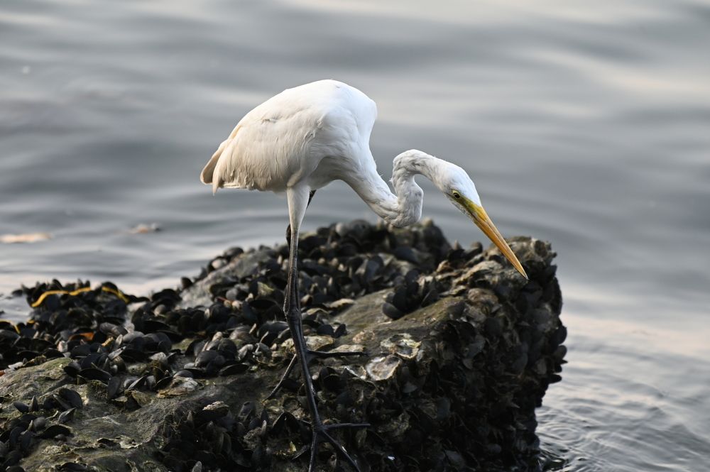 Photograph by Febin Francis