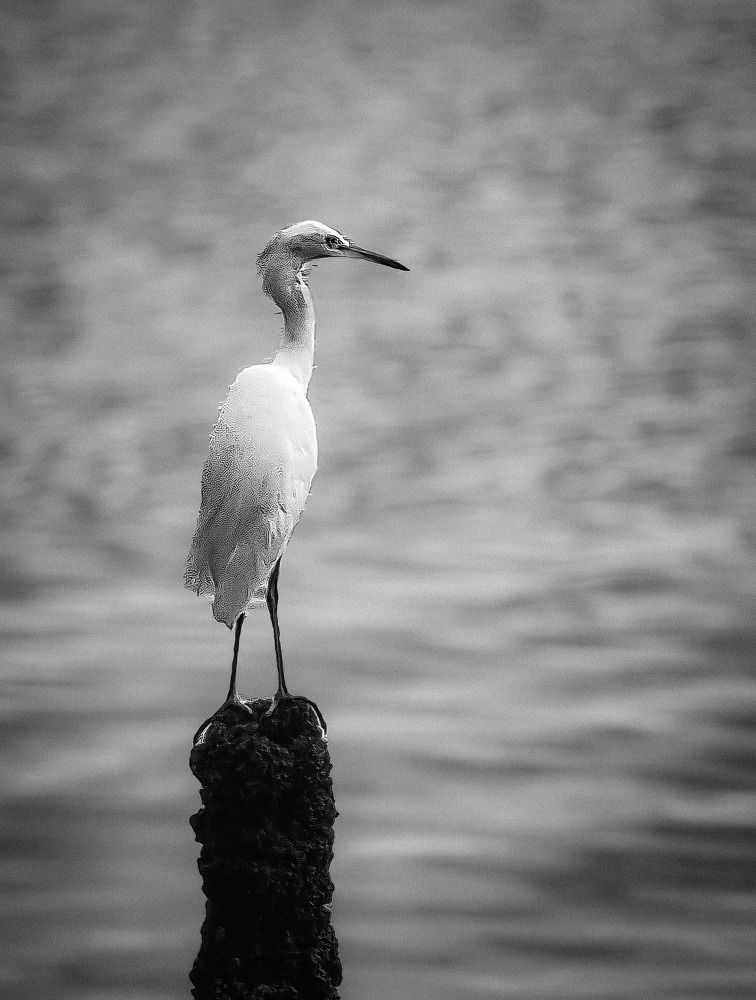 Фотография автора Walfrido Alexandre