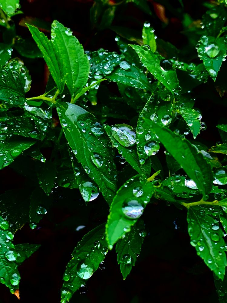 Photograph by Elena Makukha