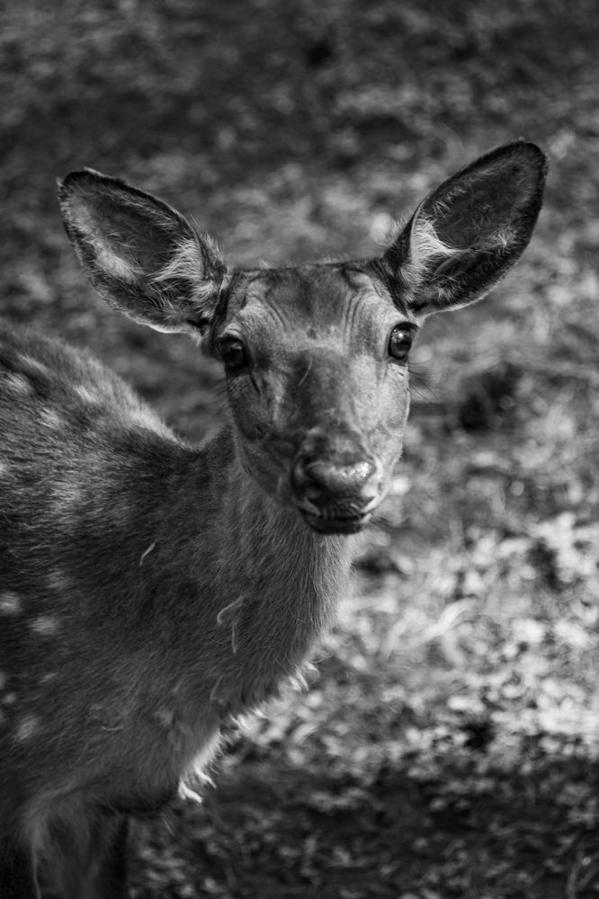 Photograph by Елена Берсенёва