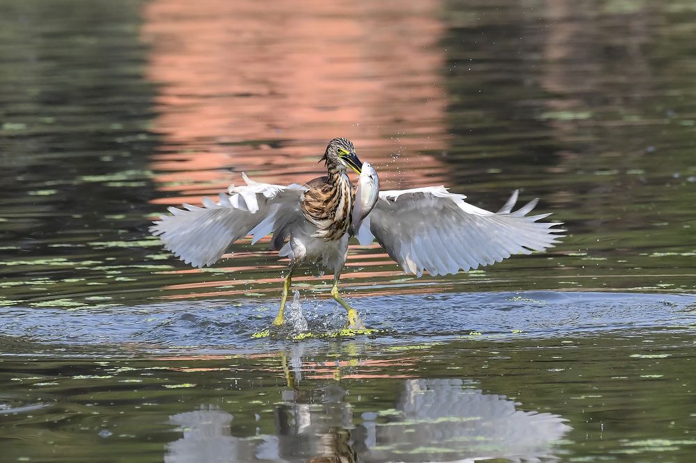 Photograph by SACHIN MATKAR