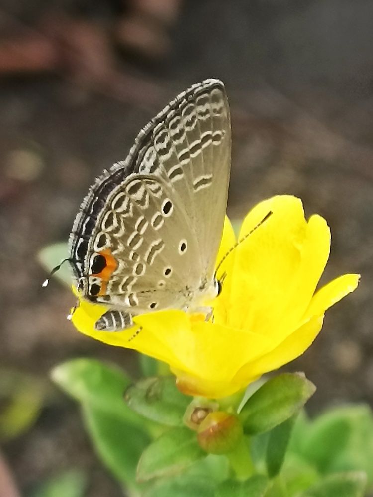 Photograph by Harry Syahrizuan