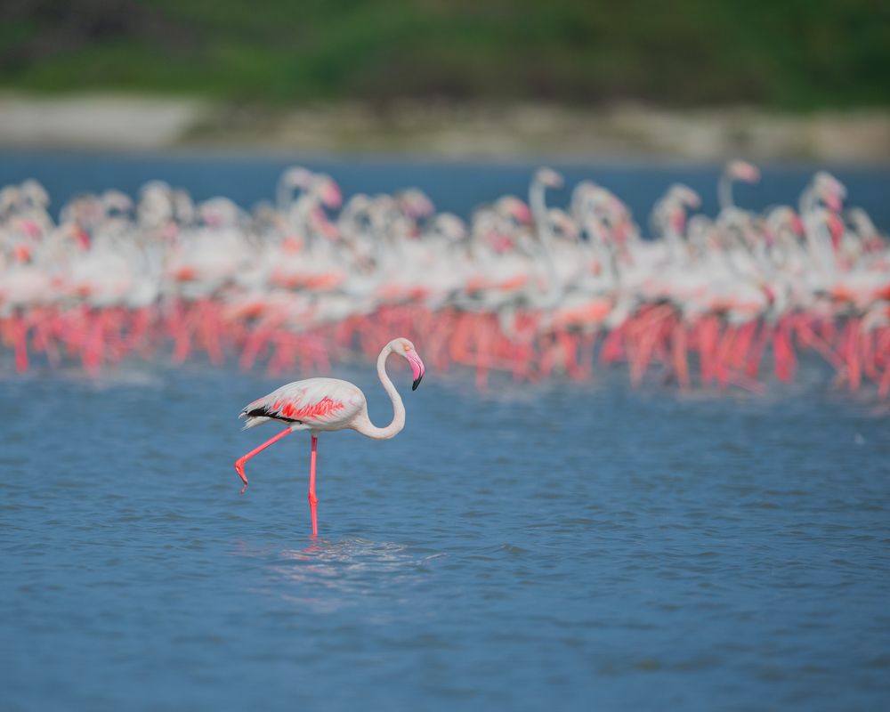 Photograph by dimuthu ekanayaka