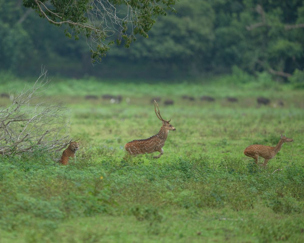 Photograph by dimuthu ekanayaka