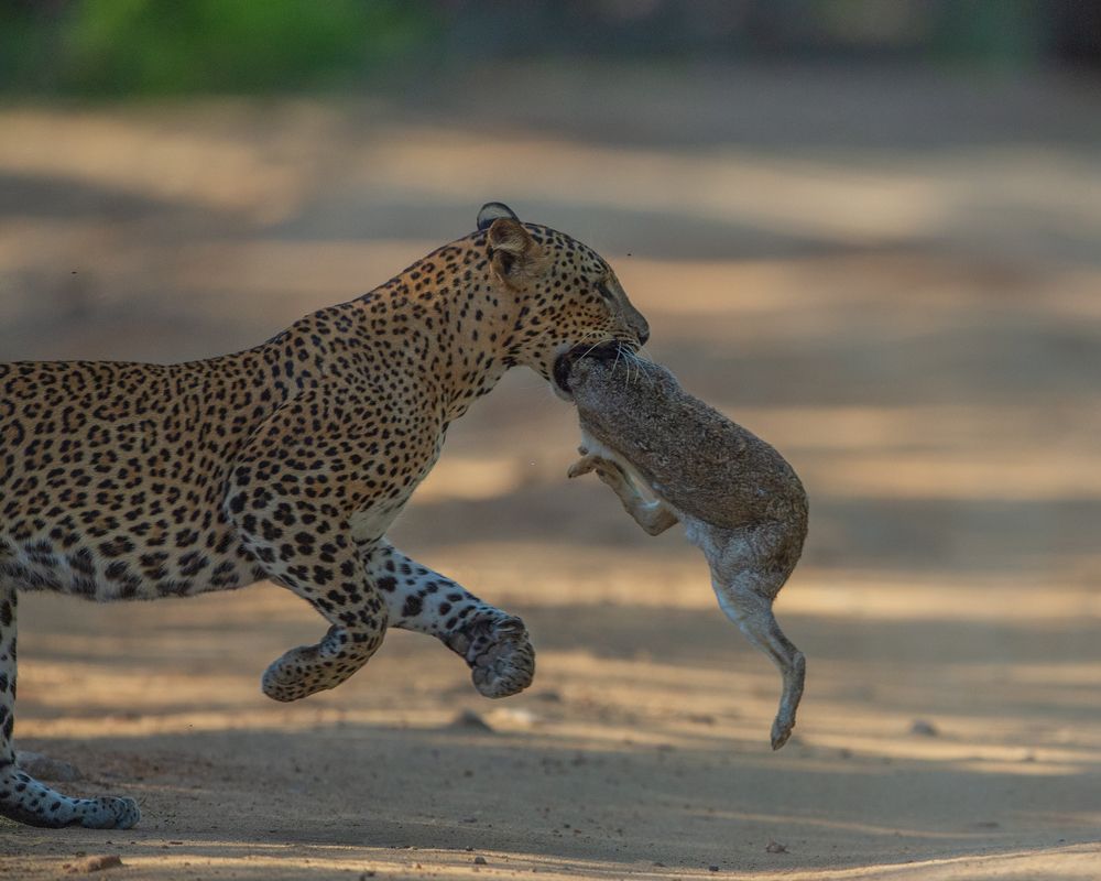 Photograph by dimuthu ekanayaka