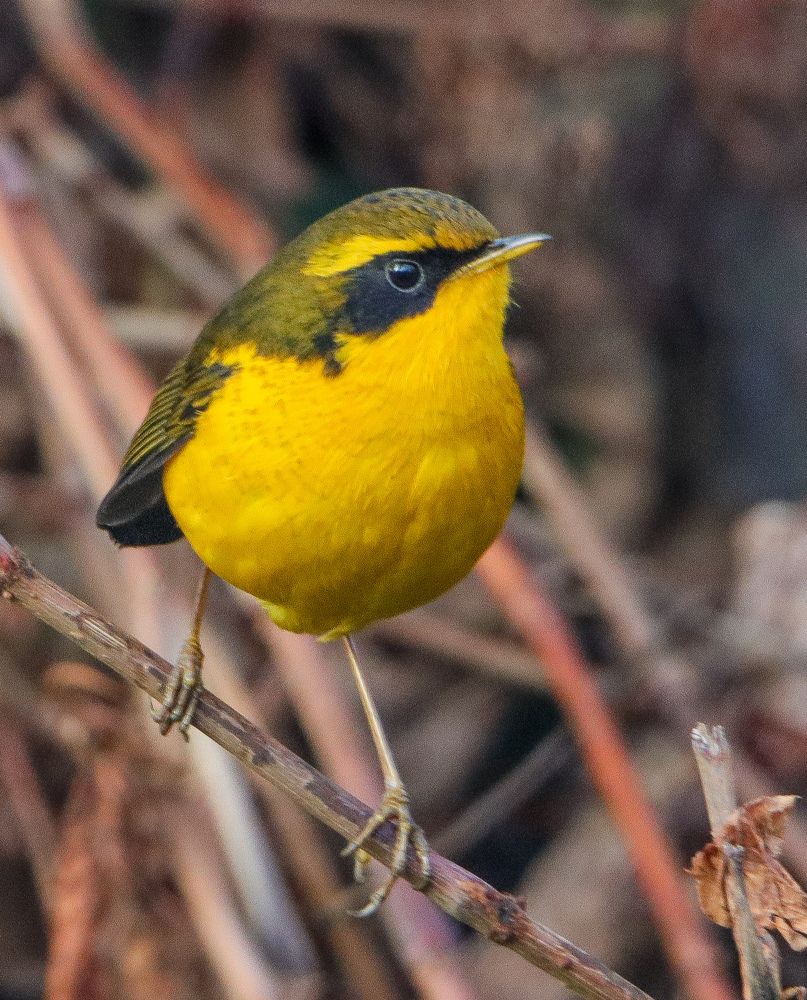 Photograph by Samrat Banerjee