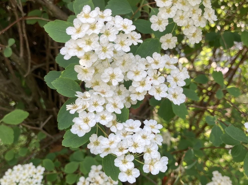 My sweet, sweet meadowsweet