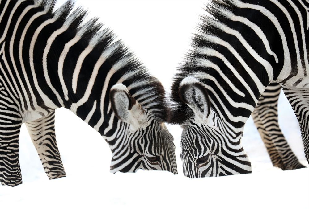 Русские зебры