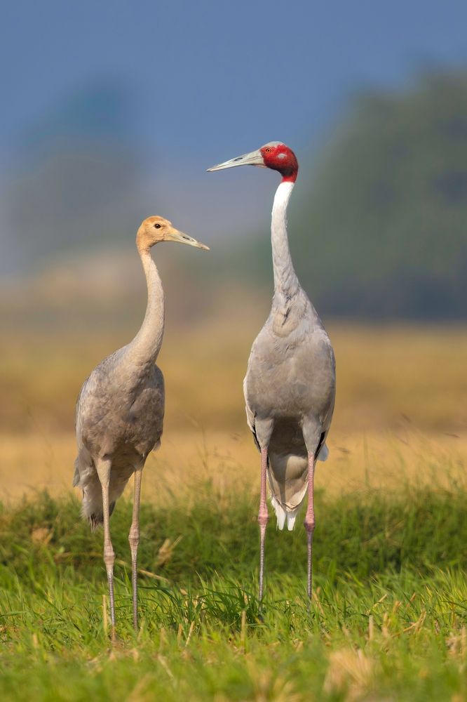 Sarus Crane: Thriving vulnerability