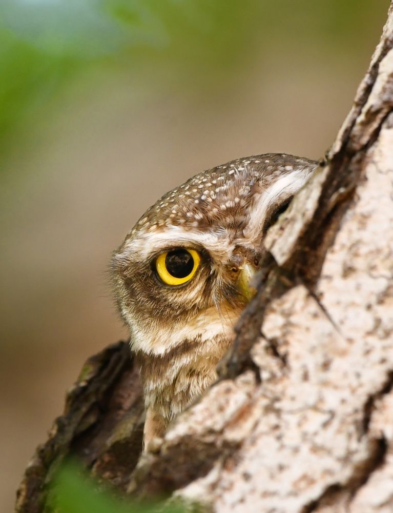 Photograph by George S George