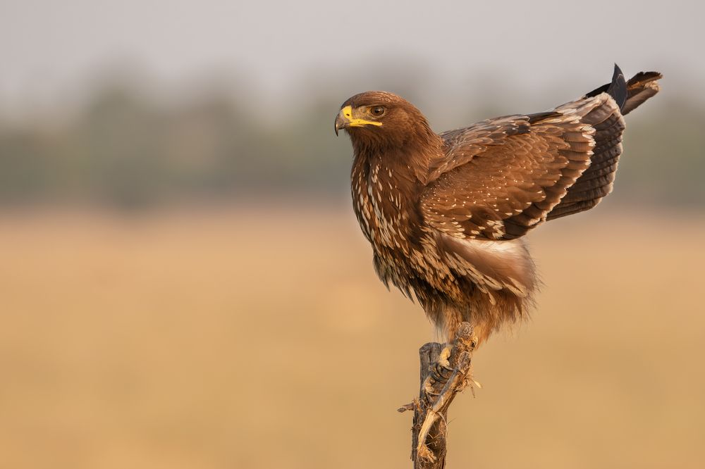 Side profile of Indian Spotted Eagle